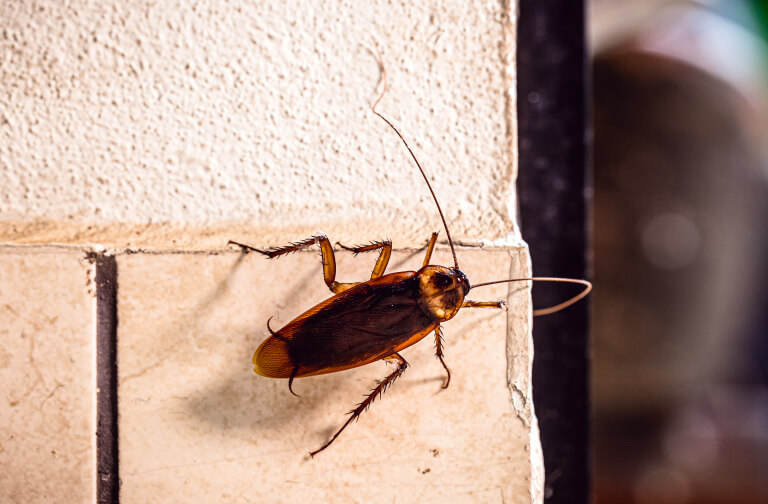 cockroach pest control will kill these cockroaches