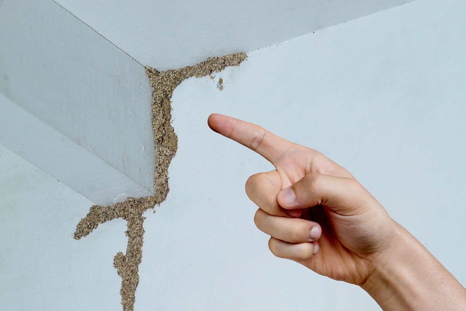 Termite Prevention Tips In Singapore: Steps To Take
