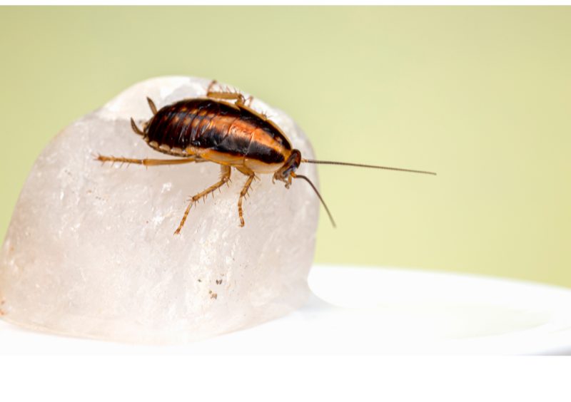 Cockroach pest control