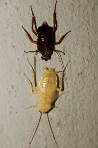 Cockroach pest control