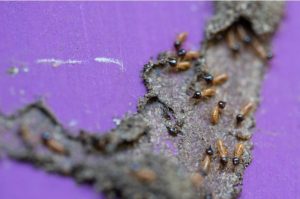 Termite Control