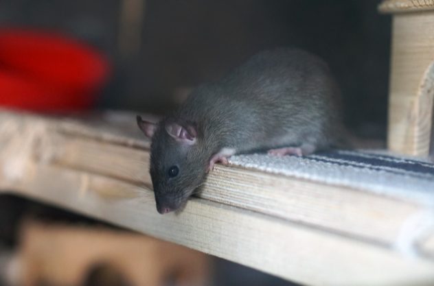 After pest control