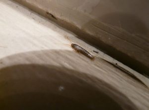 How to get rid of silverfish