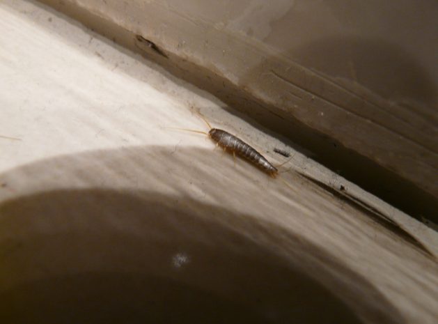 How to get rid of silverfish