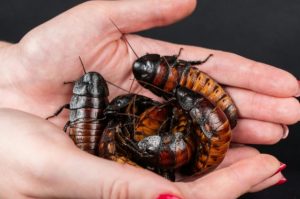 Household pests