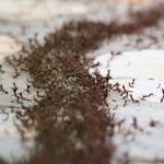 Pest infestation