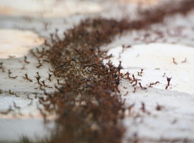 Pest infestation