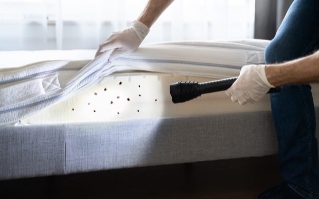 Bed bug infestations