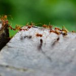Get Rid of Ants