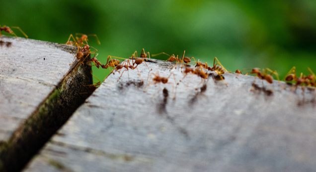 Get Rid of Ants