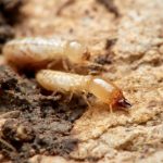 Termite infestation