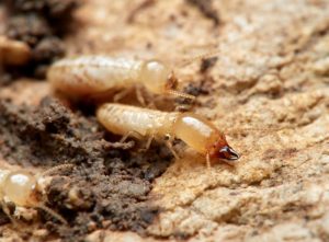 Termite infestation