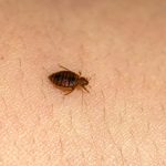 Bed bug