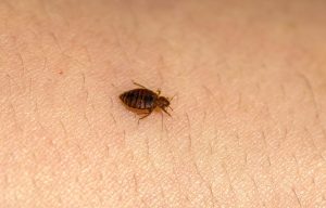 Bed bug