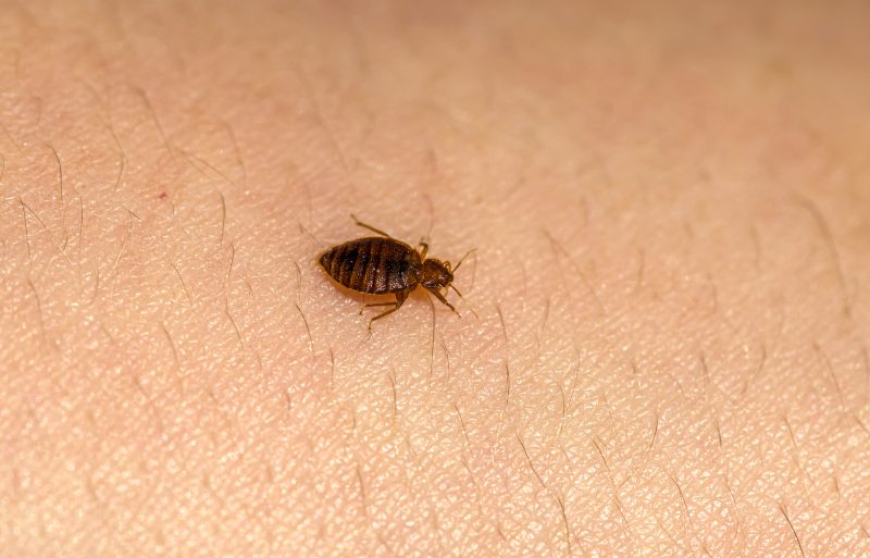 Bed bug