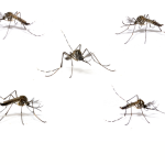 Mosquitoes