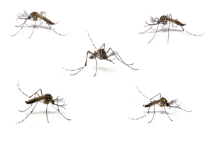 Mosquitoes