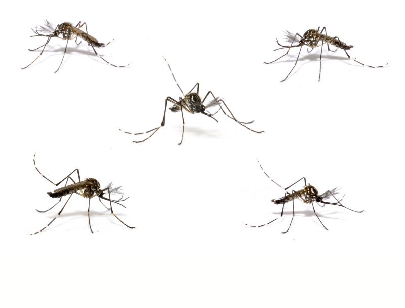 Mosquitoes