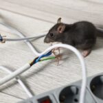 Rat infestation