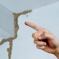 termite prevention tips